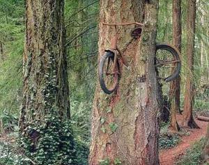 bike_in_tree.jpg